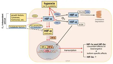 The Role of Hypoxia in MSCS