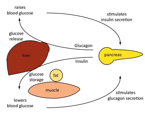 The Role of Insulin in Glucose Regulation