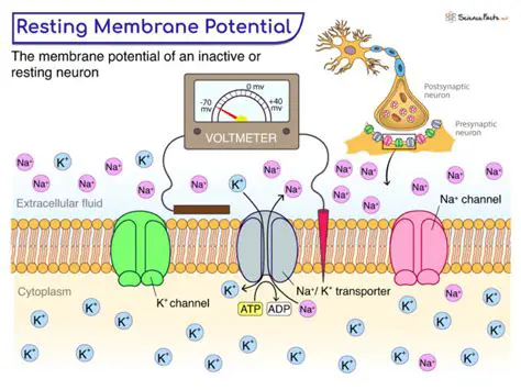 The Role of Ions in Maintaining the Membrane Potential