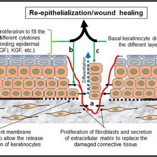The Role of Keratinocytes in Wound Healing