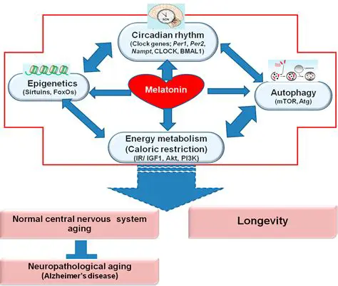 The Role of Melatonin in Regulating the Biological Clock