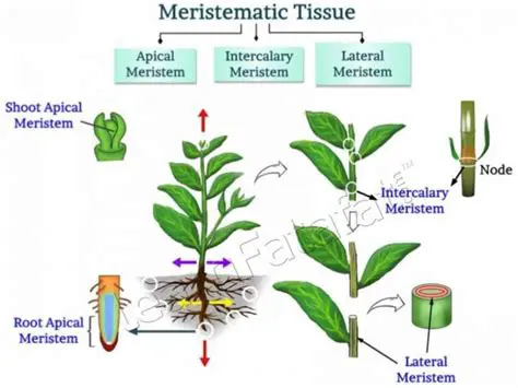 The Role of Meristematic Tissue in Plant Growth