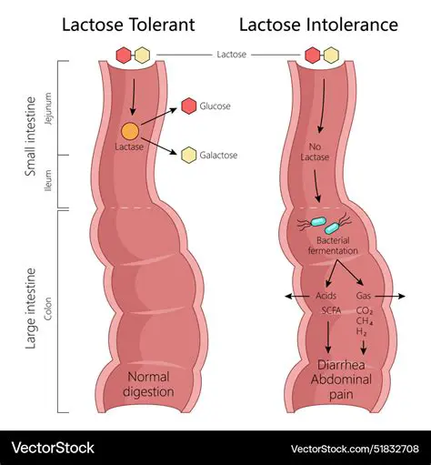 The Role of Methyl Groups in Lactose Tolerance