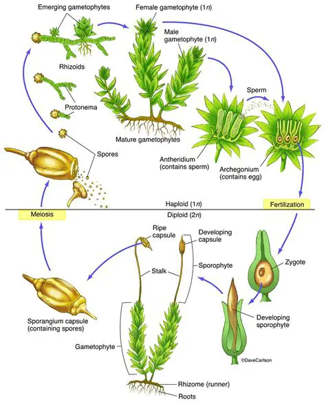 The role of mosses in ecosystem processes