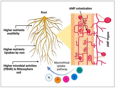The Role of Mycorrhiza in Plant Growth and Production