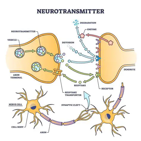 The Role of Neurotransmitters in Consciousness