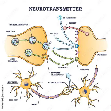 The Role of Neurotransmitters in Memory and Learning