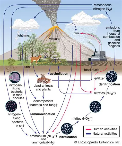 The Role of Nitrogen Dioxide in Smog Formation