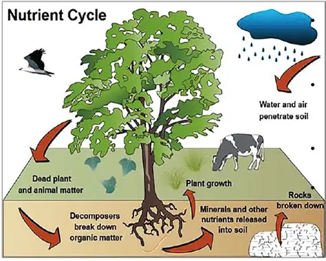 The Role of Nutrient Cycles in Matter Flow
