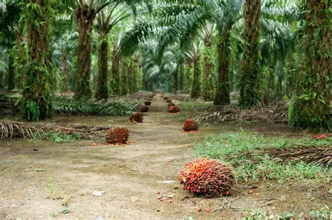 The Role of Oil Palm Plantations in Employment