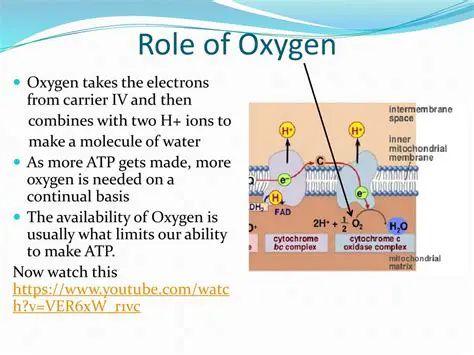 The Role of Oxygen in Combustion
