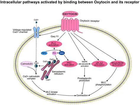 The Role of Oxytocin in Uterine Contraction