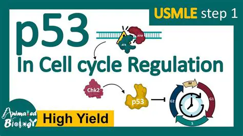 The Role of p53 in Cell Cycle Regulation