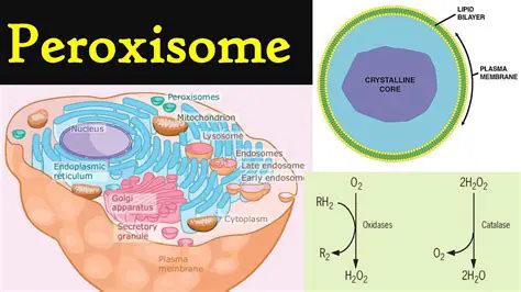 The Role of Peroxisomes in Detoxification