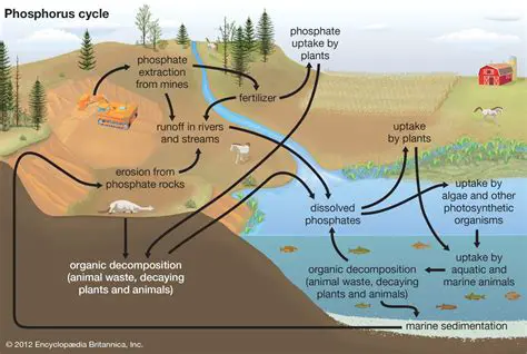 The Role of Phosphates in Eutrophication