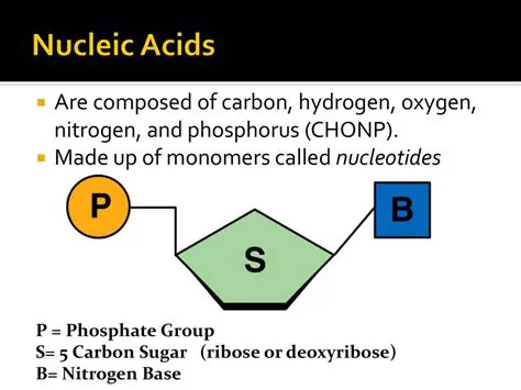 The Role of Phosphorus in Nucleic Acids