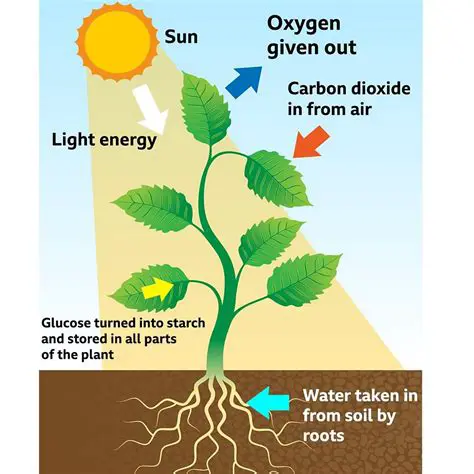 The Role of Photosynthesis in Autotroph Abundance