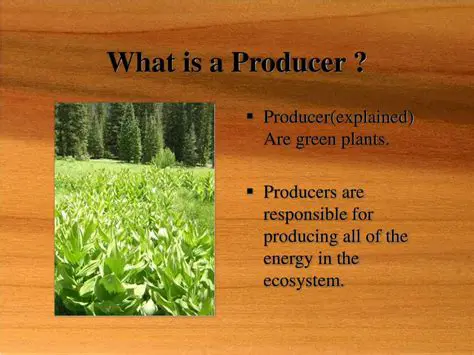 The Role of Plants as Producers