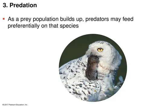 The Role of Predation in Mayfly Population Dynamics