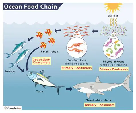 The Role of Producers in the Food Chain