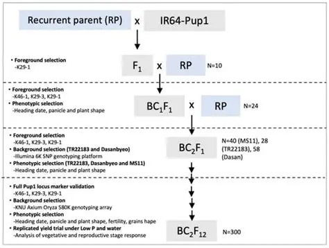 The Role of PUP1 Gene in Rice Resistance