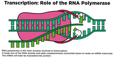 The Role of RNA Polymerase