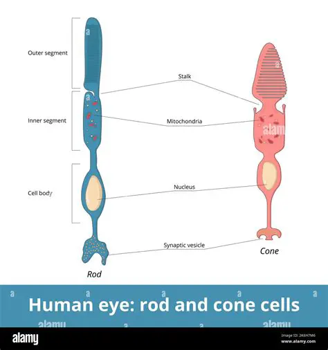 The Role of Rod Cells and Cone Cells