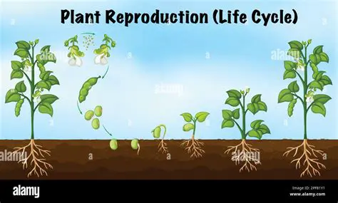 The Role of Seeds in Plant Reproduction