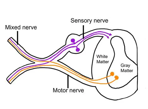 The Role of Sensory Nerves in Detecting Low Blood Pressure