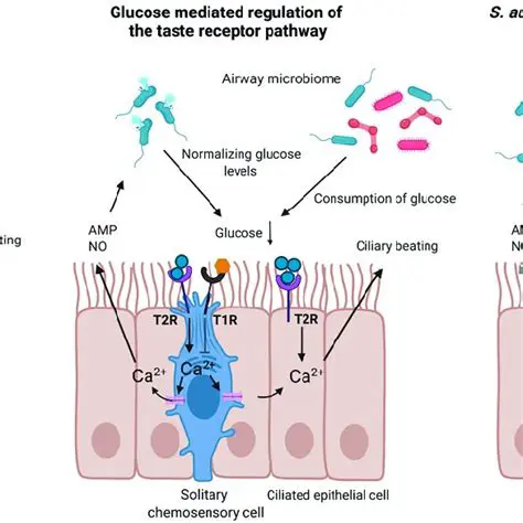 The Role of Taste Receptors