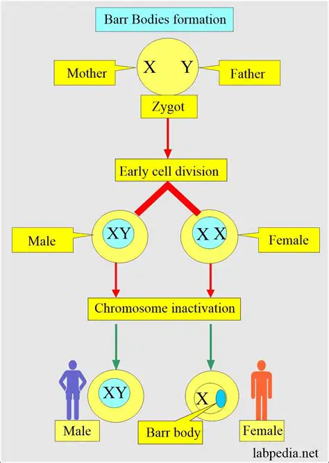 The Role of the Barr Body in X Chromosome Inactivation