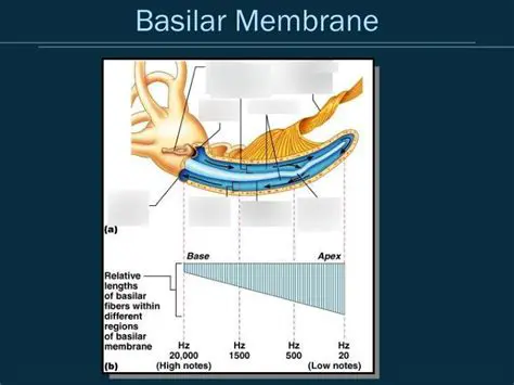 The Role of the Basilar Membrane