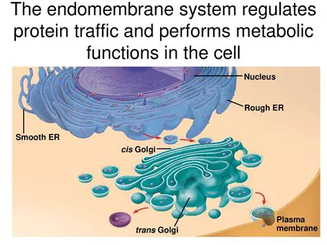 The Role of the Endomembrane System in Protein Glycosylation