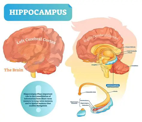 The Role of the Hippocampus in Memory Consolidation