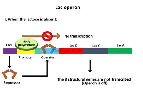 The Role of the Lac Repressor