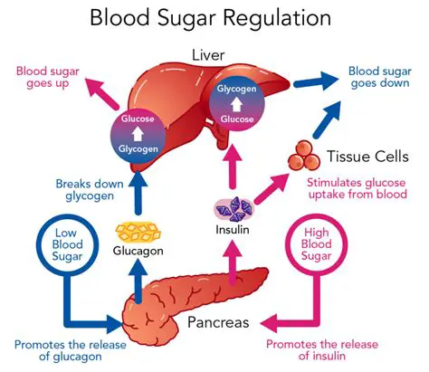 The Role of the Pancreas in Blood Glucose Regulation