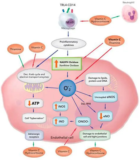 The Role of Thiamine and Ascorbic Acid in Sepsis Management