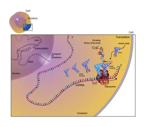 The Role of Translation in Gene Expression