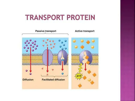The Role of Transport Proteins