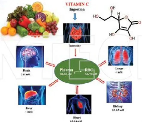 The Role of Vitamin C as a Reducing Agent