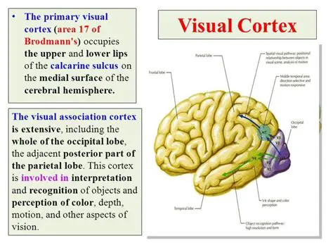 The Science Behind the Location of the Primary Visual Cortex