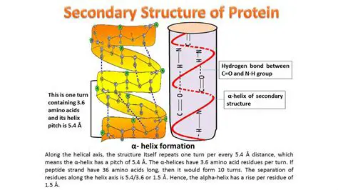 The Secondary Structure of Proteins