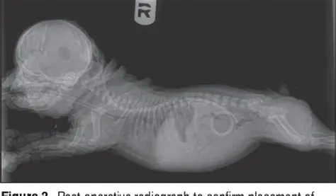 The Shunt Puppy Experiment