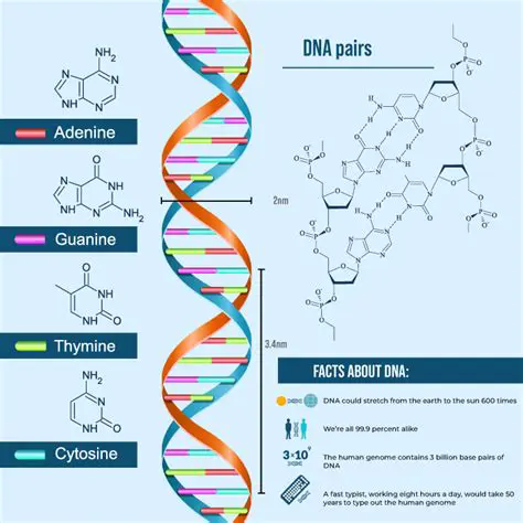 The Significance of Uracil in Molecular Biology