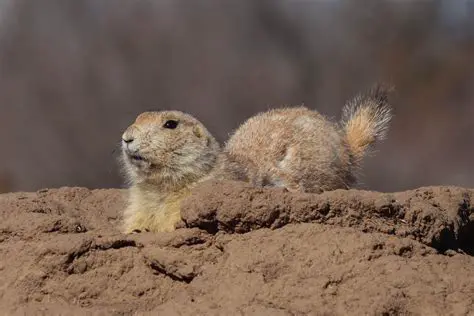 The Social Nature of Prairie Dogs