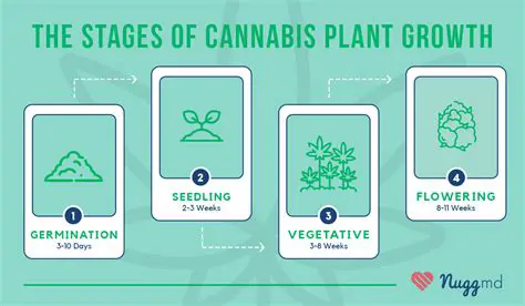 The Stages of Learning to Use Marijuana