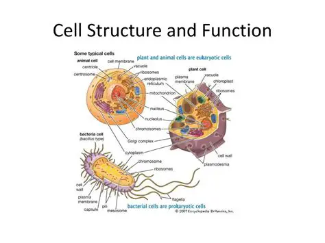 The Structure and Function of Cells