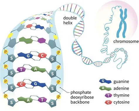 The Structure and Function of DNA