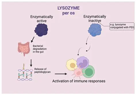 The Structure and Function of Lysozyme