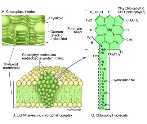 The Structure of Chlorophyll